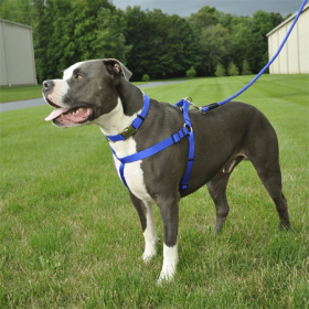 COASTAL Comfort Wrap Harness 1 x 26 to38in (Option: Blue)