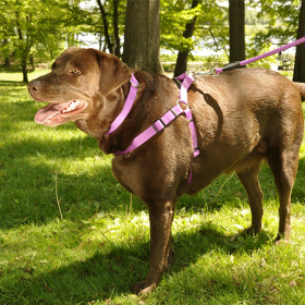 COASTAL Comfort Wrap Harness 1 x 26 to38in (Option: Orchid)